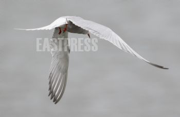 EA277380, Eastpress, Porvoo, Finland